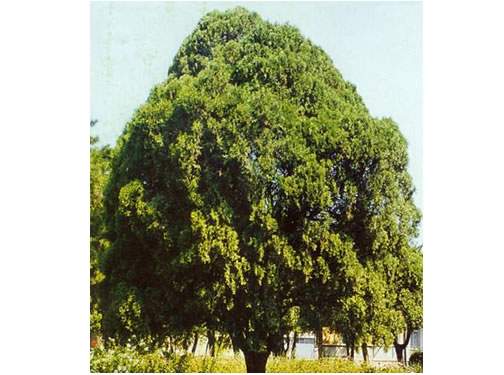 Ȱ